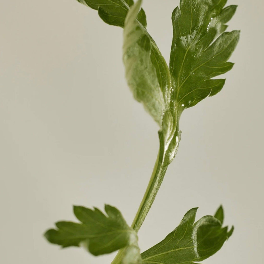 Matte Sun Stick - Mugwort+Camelia (SPF 50+ PA++++)