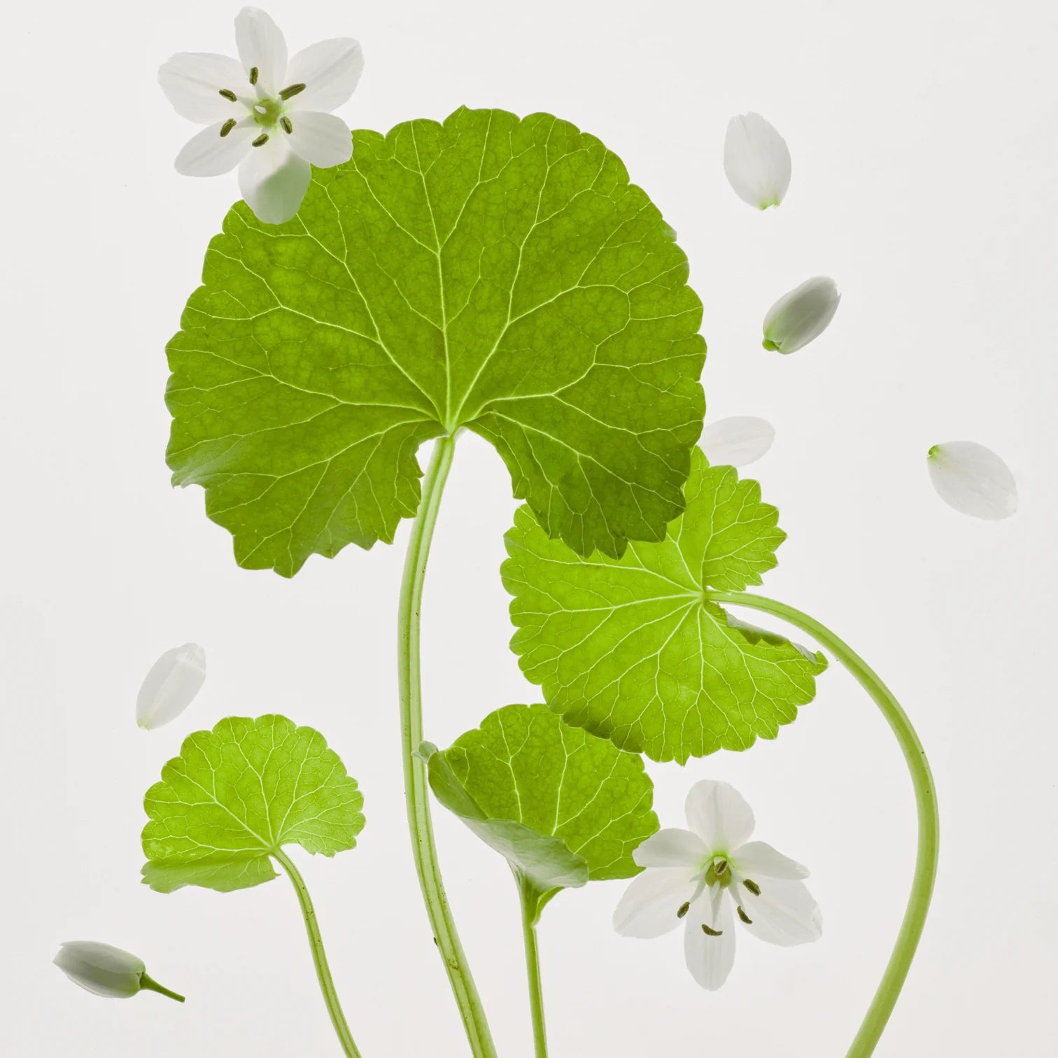 Light On Serum - Centella + Vita C